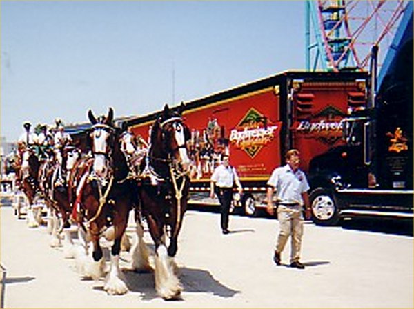 Clydesdale_team_At_Cedar_Point_060802.jpg (62990 bytes)